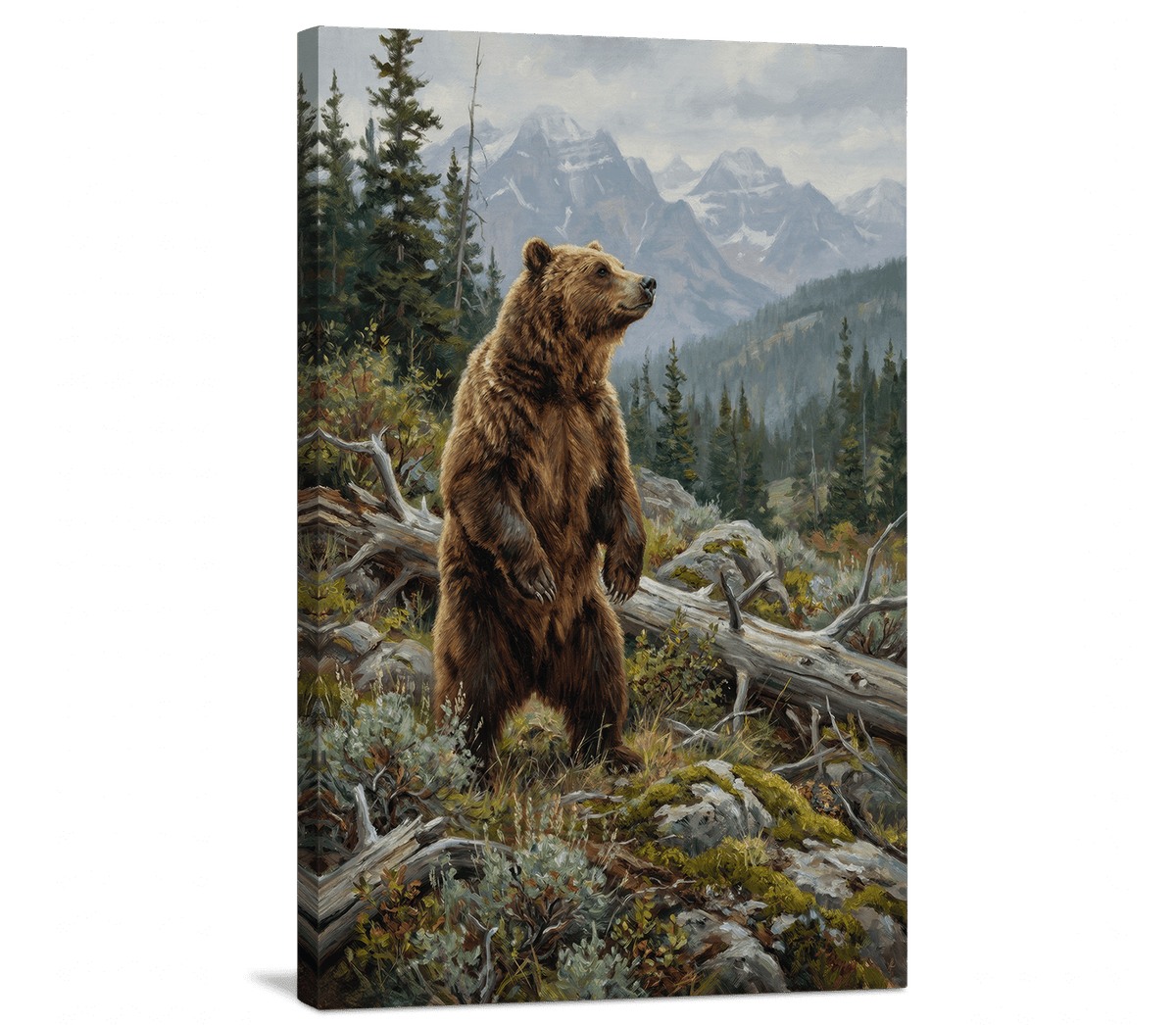 Grizzly Surveying the Range