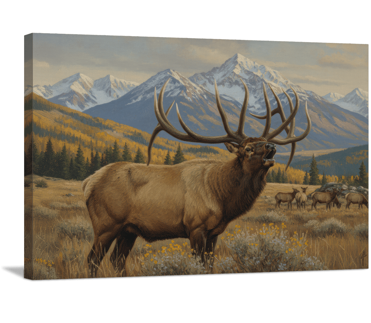 Rocky Mountain Monarch Elk