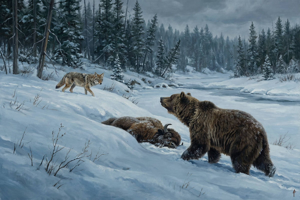 Grizzly Defends the Kill